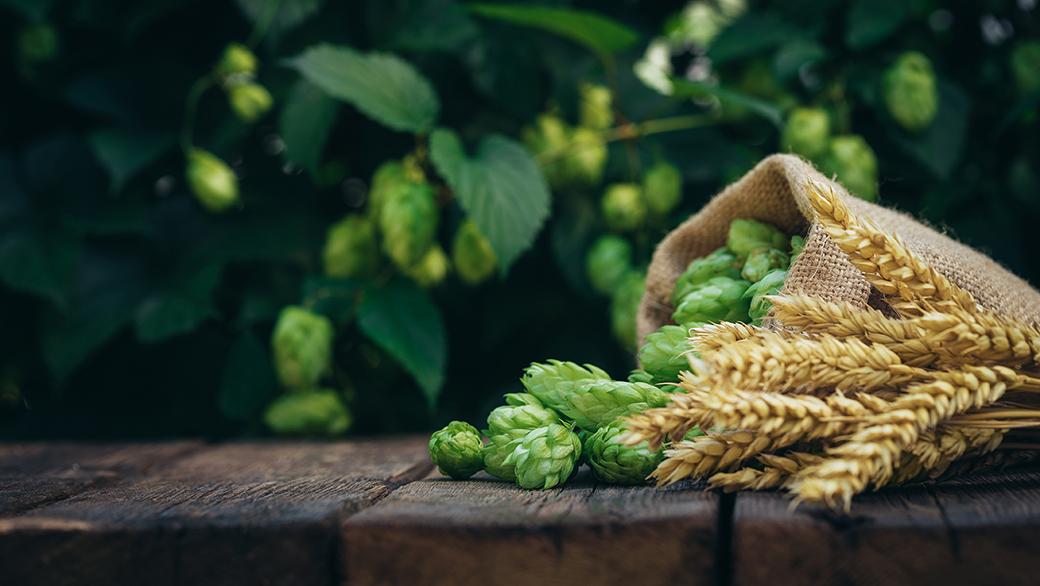 Jonas guidar: odla eget humle